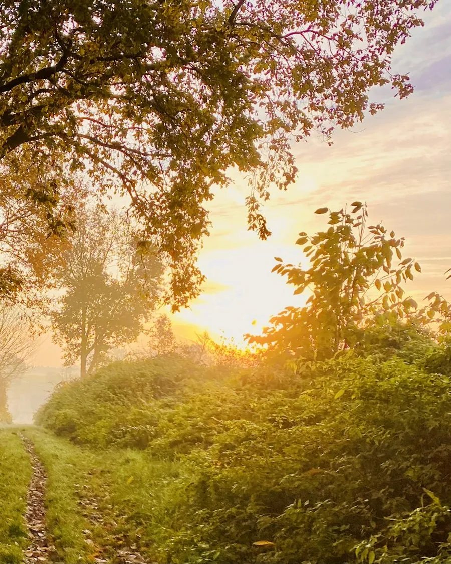 Caminho iluminado pelo sol da manhã, entre árvores, evocando calma e um novo começo