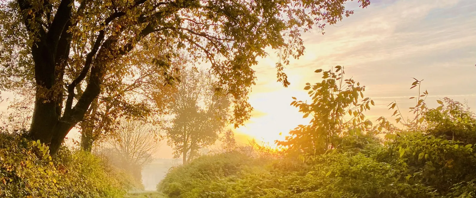 Caminho iluminado pelo sol da manhã entre árvores douradas